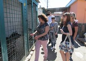 Підоблікові відвідали притулок для собак