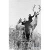 Sculpture Deer Pridneprovsk park Kremenchug 1961 year photo number 809
