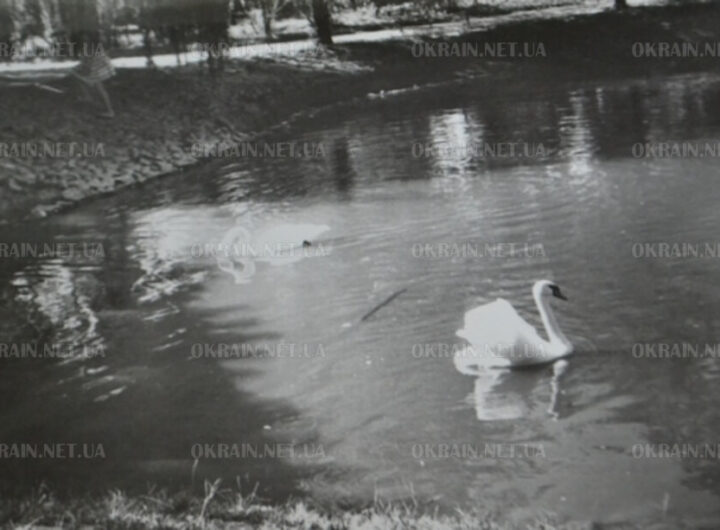 Лебеді на озері «Гарячка» фото 1627