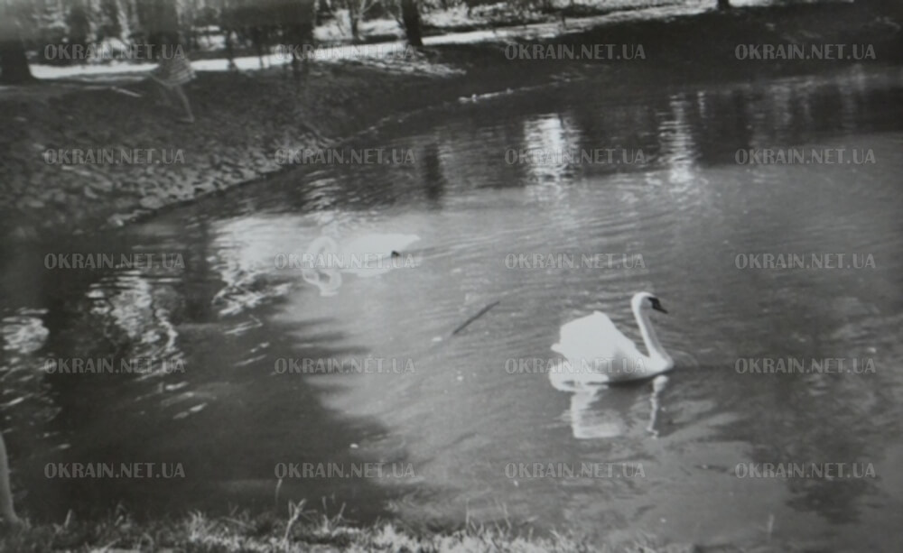 Лебеді на озері «Гарячка» фото 1627