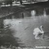 Лебеді на озері «Гарячка» фото номер 1627