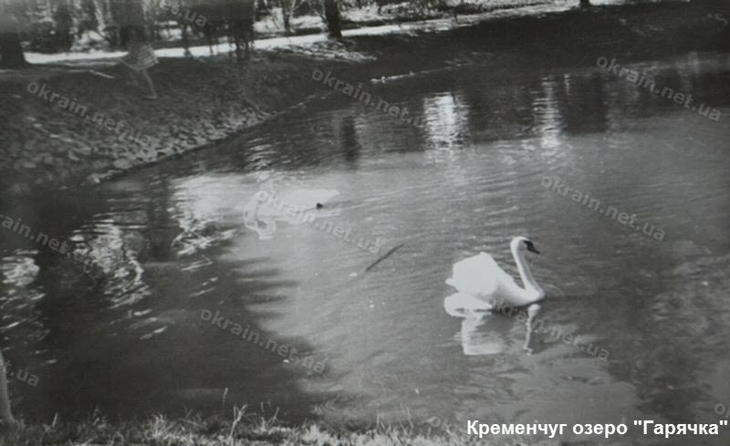 Лебеди на озере «Гарячка» в Кременчуге - фото 1627