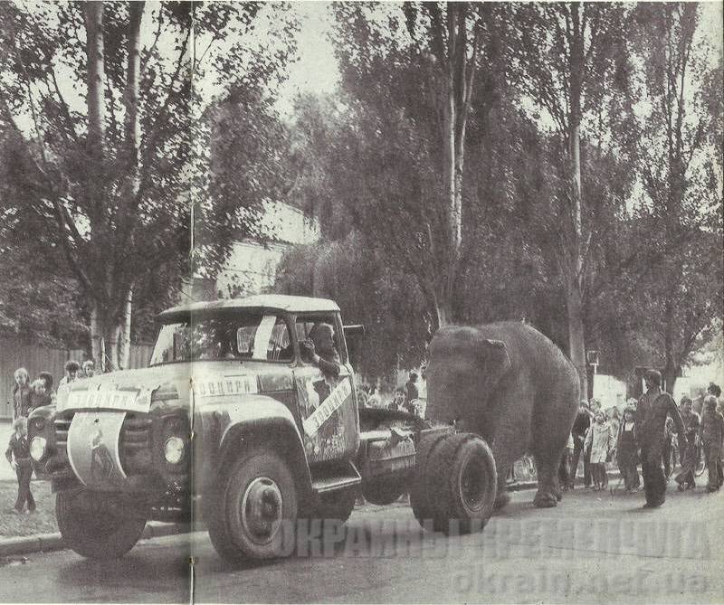 По улицам слона водили... В Кременчуг приехал цирк - фото №1722