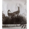 Sculpture Deer on the embankment 1961 photo number 2392