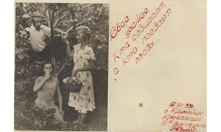 Збір врожаю яблук, Кременчук, 1955 рік, фото №3575