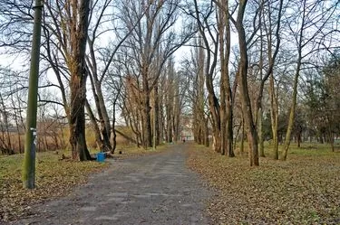 Аллеи парка
