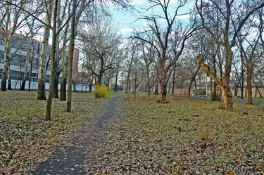Аллеи парка