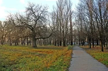 Дуб, последний из Потёмкинской дубравы