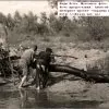 Види Псла Жартівне фото 1930 рік фото 1048